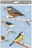 Self-Adhering Window Decoration 30x20 cm, Winter Birds