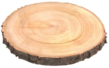 Wooden slice Nut-tree