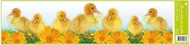 Decorative Window Cling – Duckling yellow Flowers