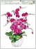 Self-Adhering Window Decoration 30x20 cm, Orchids